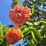 Orangerie rose photo