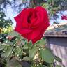 Hacienda rose photo