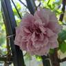 Novalis rose photo