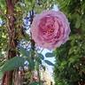 Novalis rose photo
