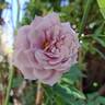 Novalis rose photo