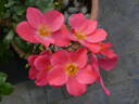 Amstelveen rose photo