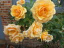Anne Harkness rose photo