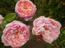 The Alnwick Rose rose photo