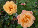 Apricot Clementine ® rose photo