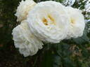 Artemis rose photo
