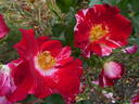 Fourth of July rose photo