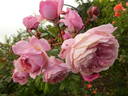 Kölner Flora rose photo