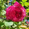 Kazatchok ® rose photo