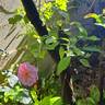 Louis Blériot ® rose photo