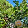 Courage rose photo
