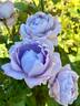 Novalis rose photo