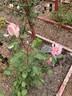 Catherine Mermet rose photo