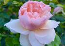 Princesse Charlène de Monaco rose photo