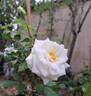 Schneeküsschen rose photo