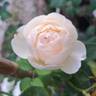 Lichfield Angel rose photo