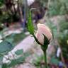 Lichfield Angel rose photo