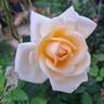 Courage rose photo