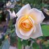 Courage rose photo