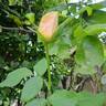 Paul Ricard ® rose photo