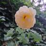 Wollerton Old Hall rose photo