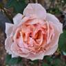 André le Nôtre ® rose photo
