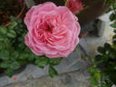 Bailando rose photo