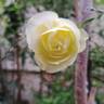 Sherwood rose photo