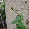 Dannahue rose photo