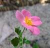 Rigo Fortuna rose photo