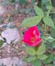Rodin ® rose photo