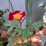 Rosy Boom rose photo