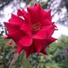 Hacienda rose photo