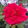 Hacienda rose photo