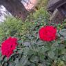 Rouge Adam rose photo