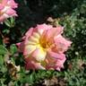 Music Box rose photo