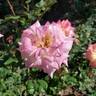 Music Box rose photo