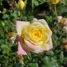 Music Box rose photo