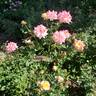 Music Box rose photo
