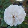 Boule de Neige rose photo