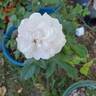 Boule de Neige rose photo