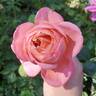 Sweet Mademoiselle ™ rose photo