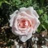 Quietness rose photo