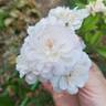 Aptos rose photo