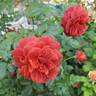 Hot Cocoa ™ rose photo