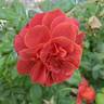 Hot Cocoa ™ rose photo