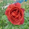 Hot Cocoa ™ rose photo