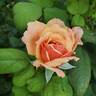 State of Grace rose photo