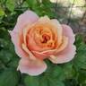 State of Grace rose photo