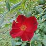 Zeelandia rose photo